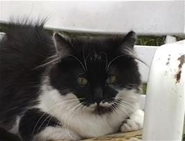 The resident cat at the Foxtor Cafe, waiting patiently in case someone leaves the budgie cage open
